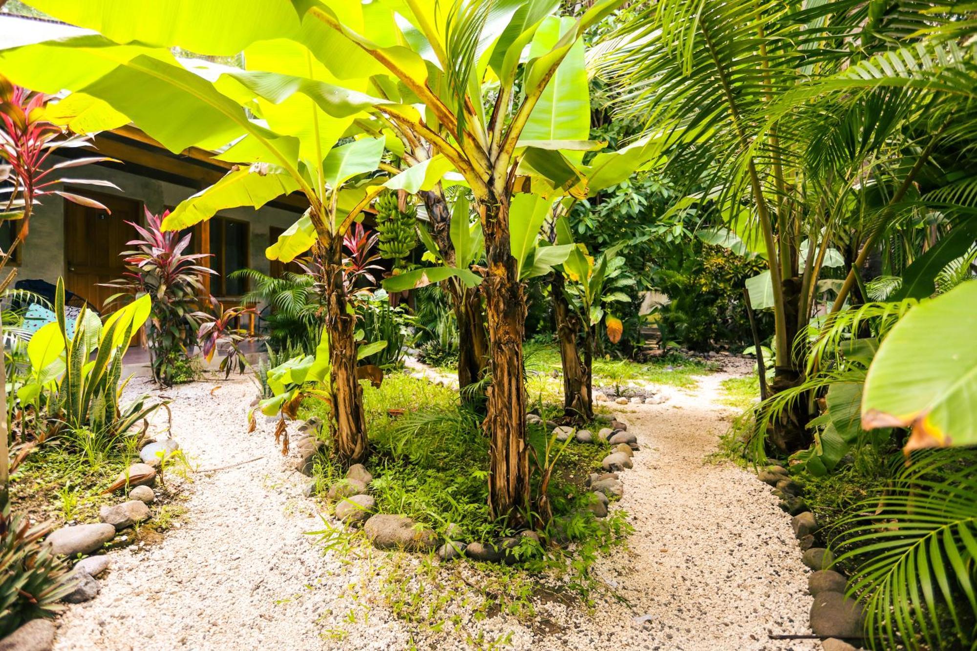 Cabinas Playa Surf Hostel Playa Santa Teresa  Extérieur photo